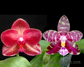 Phal. Mituo Sun x Phal. (Mituo Venosa _ Hannover Passion 'Peter'